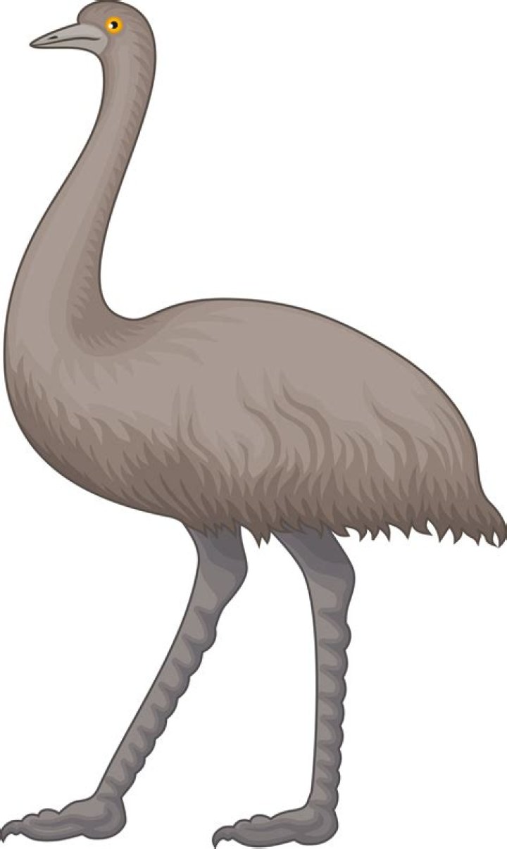 Ostrich clipart tall animal, Picture 1794439 ostrich clipart tall animal