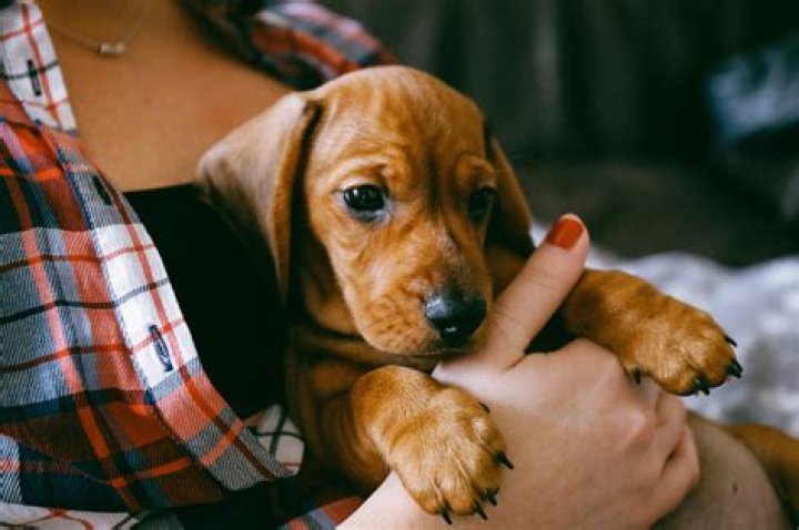 Our Buying a Puppy from Out of State? What You Should Know Statements