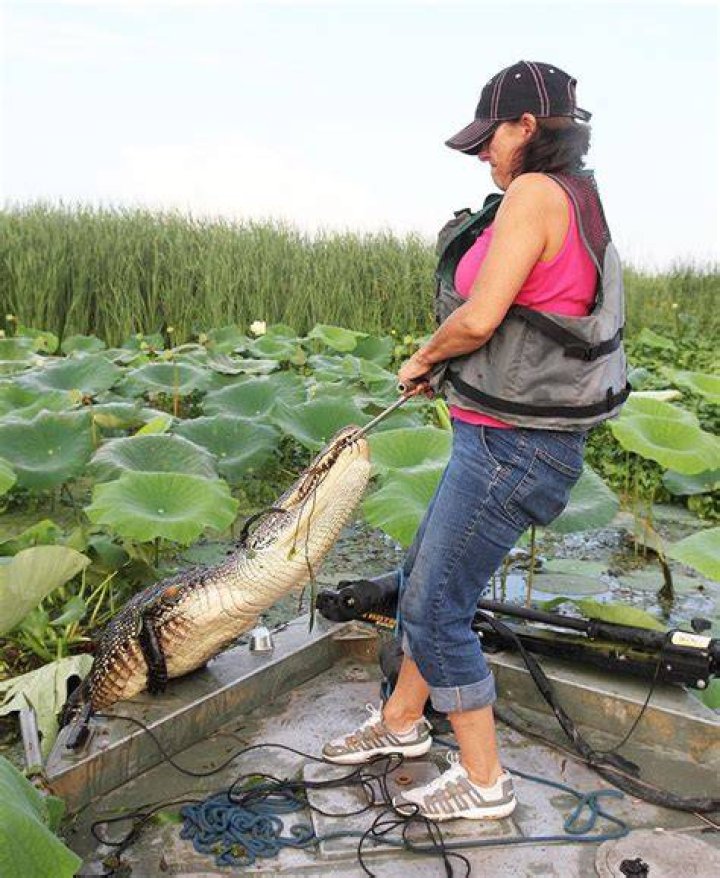 Oversupply of hides puts damper on alligator season St. Mary Now