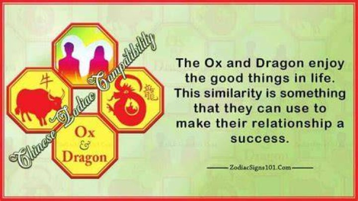 Ox Dragon Compatibility Stubborn and Different