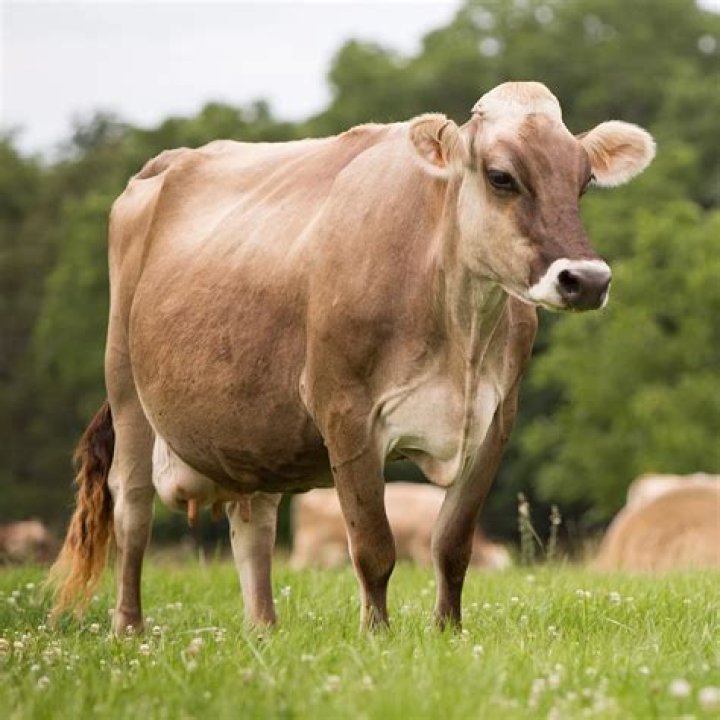 ox Google Search Cow pictures, Animals of the world, Carnival of