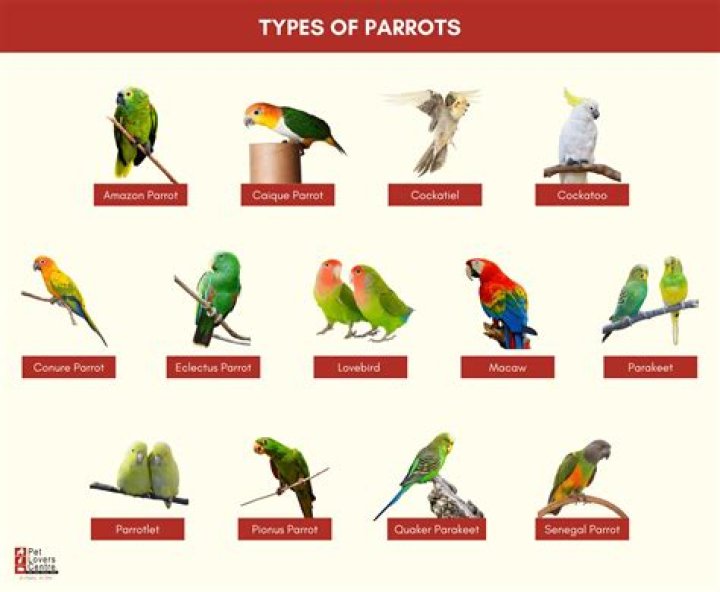 Parrot OpenArt