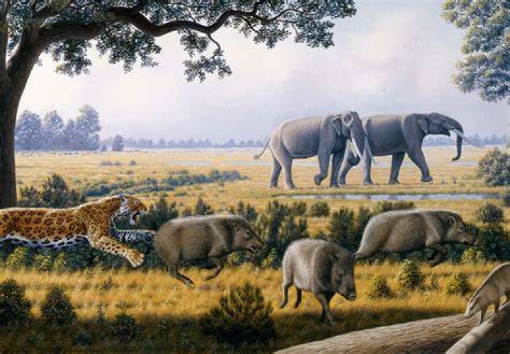 Paul S. Martin, Pleistocene Extinctions Expert, Dies University of