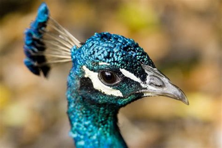 Peacock Bird Free Stock Photo Public Domain Pictures