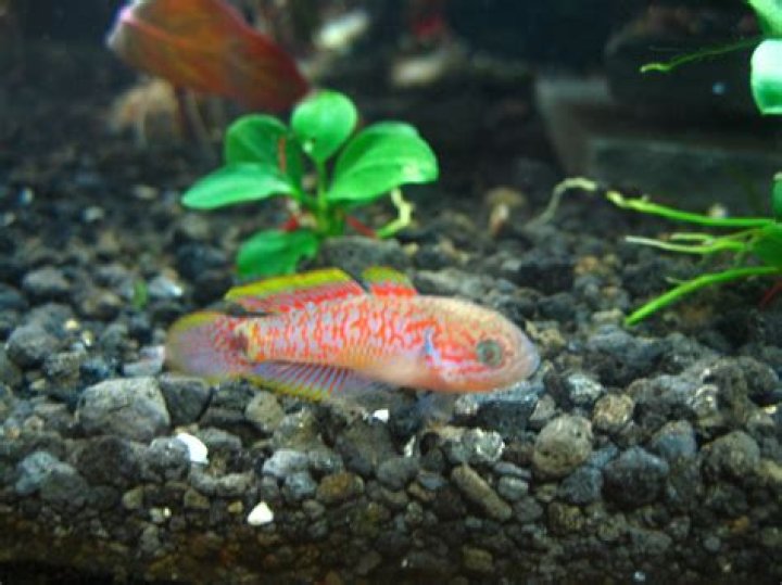 Peacock Gudgeons the freshwater Clownfish.