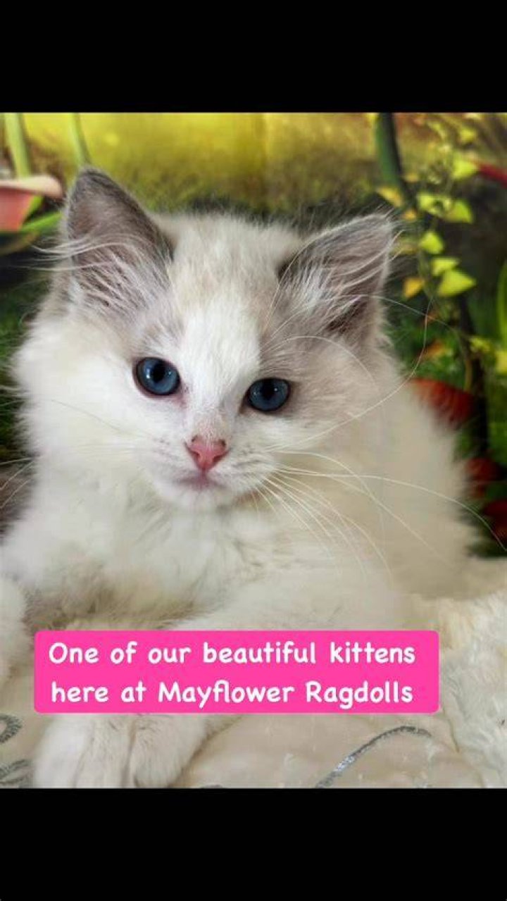 Pearl&rsquo;s Ragdolls on Reels The Little Dippers &middot; Forever