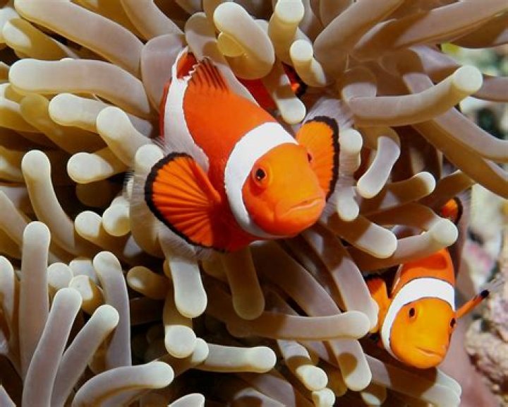 PeixePalha&ccedil;o Wiki Mundo Animal Fandom