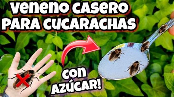 Pigmali&oacute;n Elecci&oacute;n tuyo hacer veneno para gatos completamente Muerto en