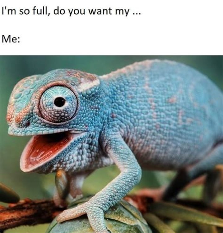 Pilot messed up meme Chameleon Memes
