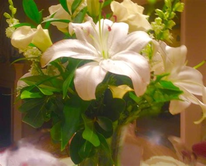Pin by caroline colston on INSPIRATION Plants, Inspiration