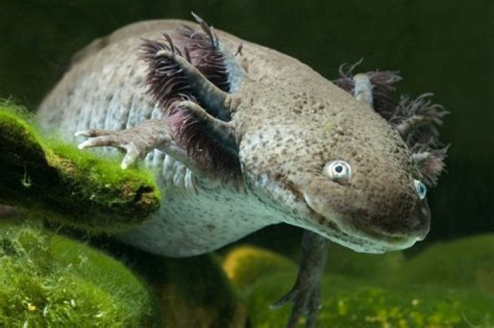 Pin on Axolotls (Axies )