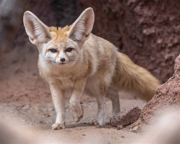 Pin on Foxes of Fox News