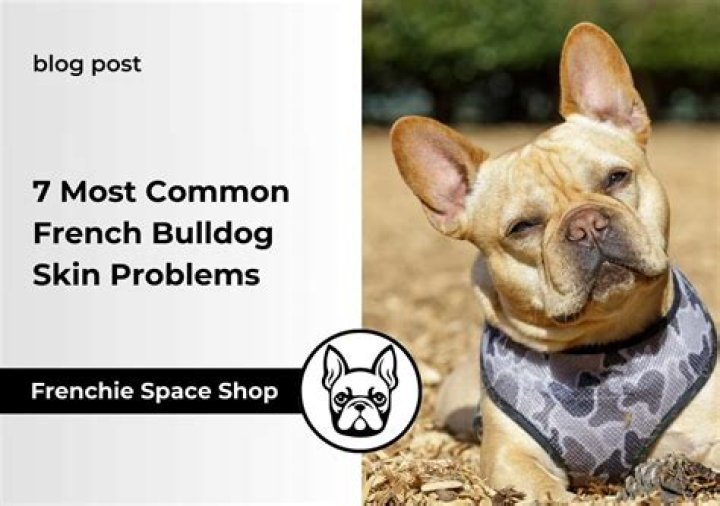 Pin on French Bulldog Blog Posts