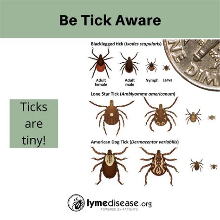 Pin on Lyme & Ticks