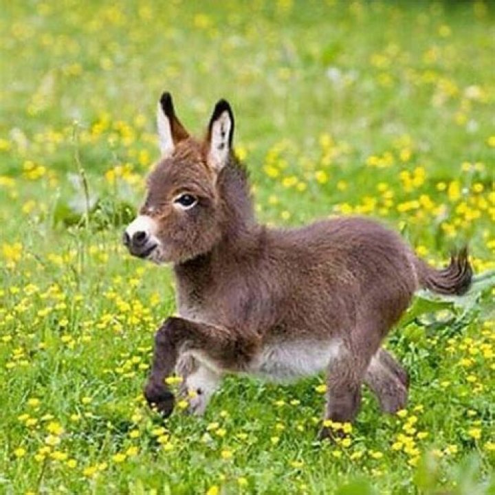 Pin su Tierbilder