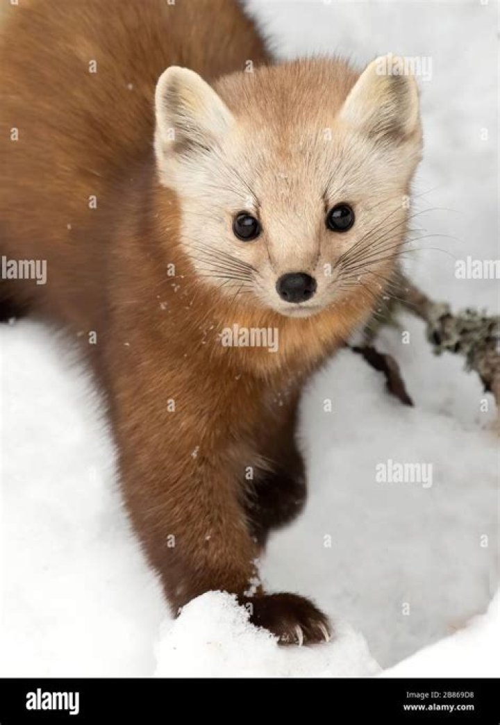 Pine Marten in Algonquin Park ON Canada r/aww