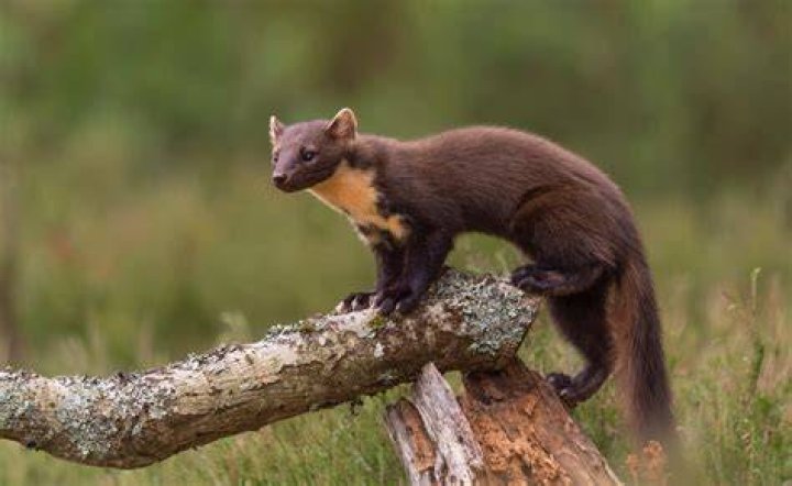 Pine Marten of Canada National Geographic Travel Animals wild, Cute