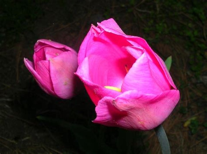 pink flower two madicollins Flickr