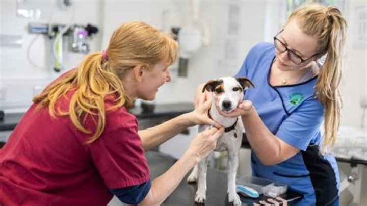 Pioneering Veterinary Care At Pioneer Animal Clinic