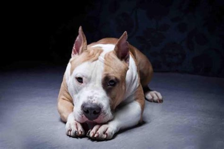 Pitbull Backgrounds HD