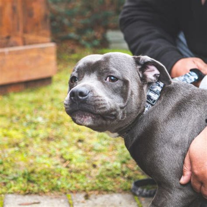 Pitbull. Page 1