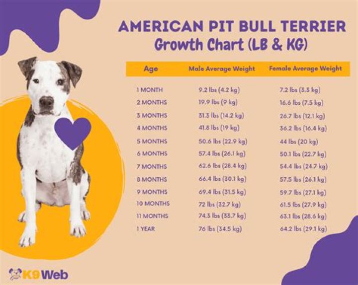 Pitbull Weight Height Ethnicity Hair Color Eye Color