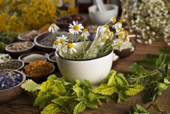Plantas Medicinales Para Curar Dolencias Y Recuperar Saberes