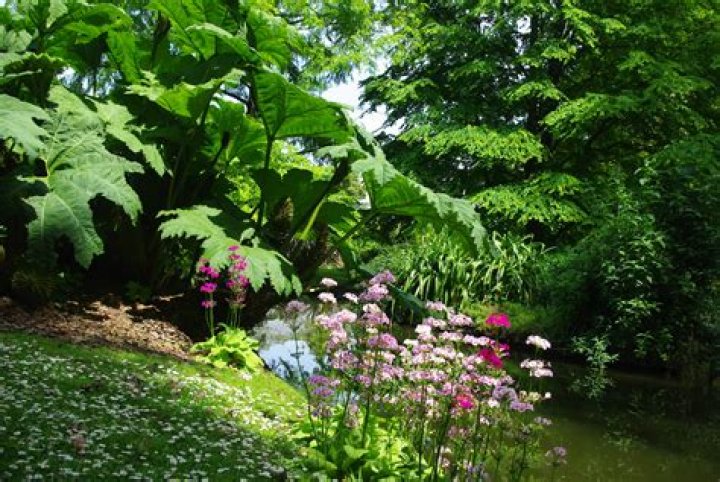 Plantes