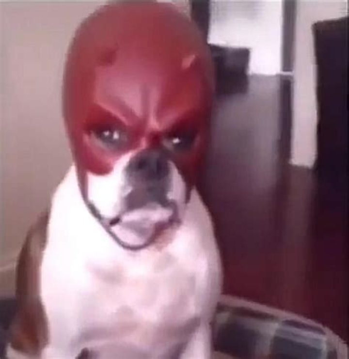 Post by devil_dog Memes