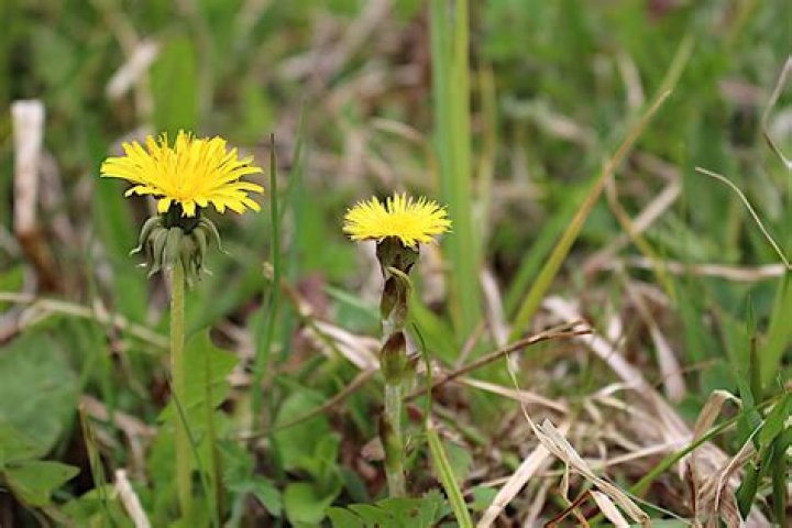 Puberty and ADHD Dandelion Family Counseling