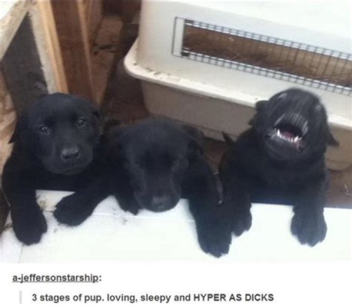 Puppy 3 on Tumblr