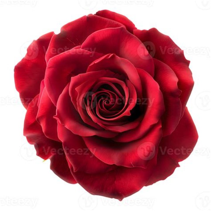 Red Rose Flower Top View PNG Image PurePNG Free transparent CC0 PNG