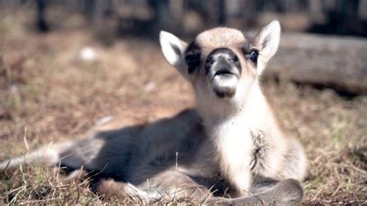Renos en Laponia tierra de Pap&aacute; Noel en Finlandia Papanoel.fi