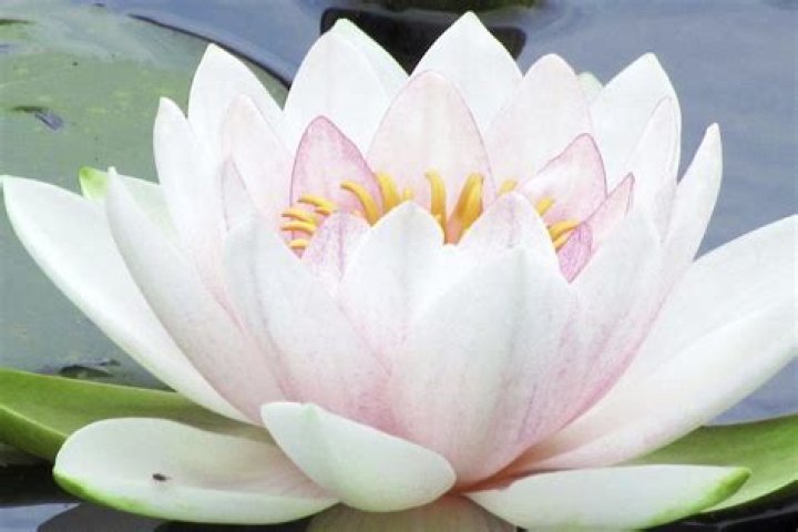 Resultado de imagen para flor silvestre joven Flores silvestres
