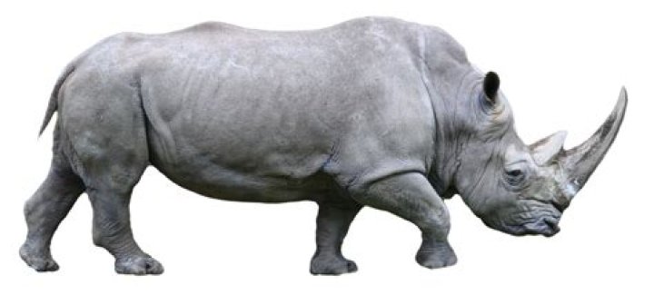 Rhino PNG