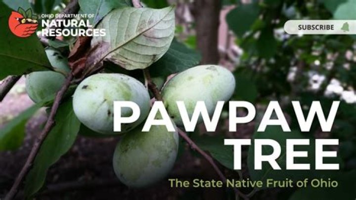 RiverRoots Fruit Pawpaw