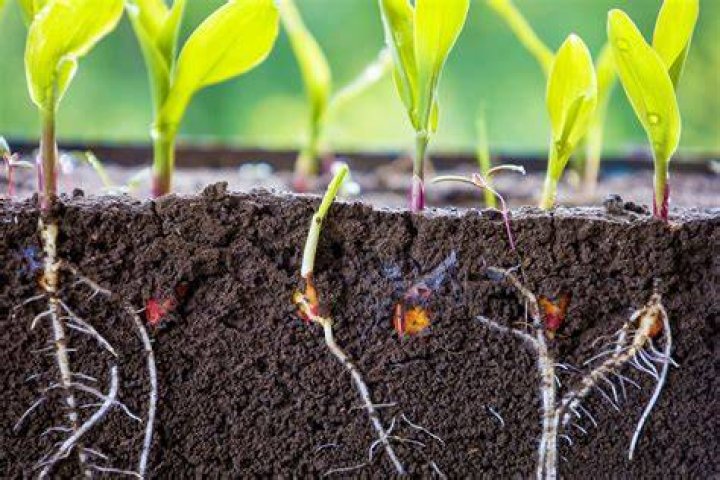 Rooted In What&rsquo;s Growing On? Edible Dallas and Fort Worth