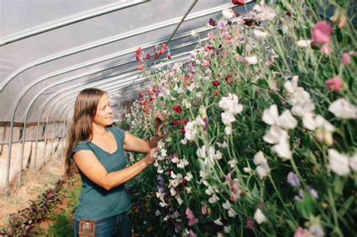 Rosalita Heirloom Seedhouse