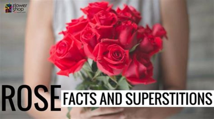 Rose Facts and Superstitions