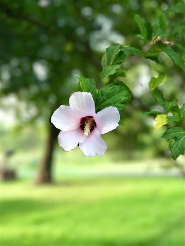 Rose of Sharon Photograph by Deb Henman Fine Art America