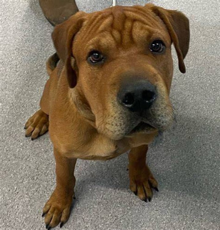 Rottweiler x Shar Pei mix = Rott Pei Dog mixes, Rottweiler mix