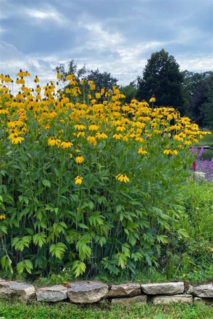 Rudbeckia laciniata (Cutleaf Coneflower)