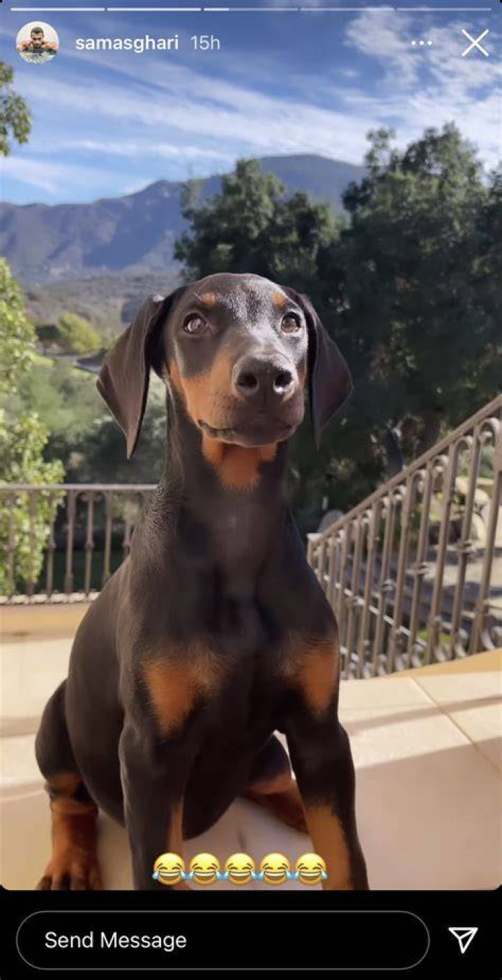 Sam Asghari Surprised Britney Spears With an Adorable Puppy POPSUGAR
