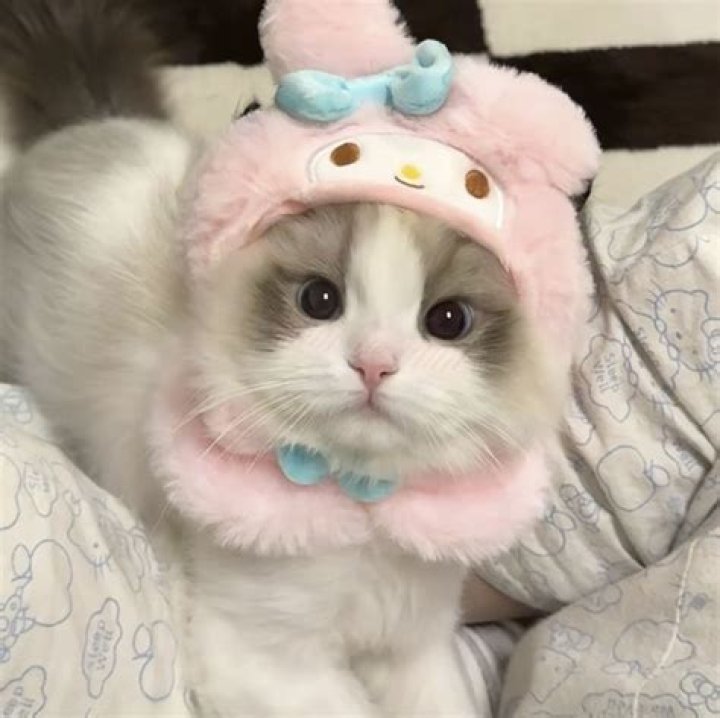 Sanrio Hello Kitty Cat Grow Your Own Crystal Hello Kitty Paint Arts