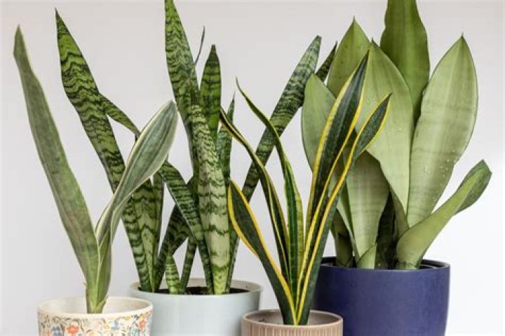 Sanseveria 'Black Diamond' Plants Flower Garden