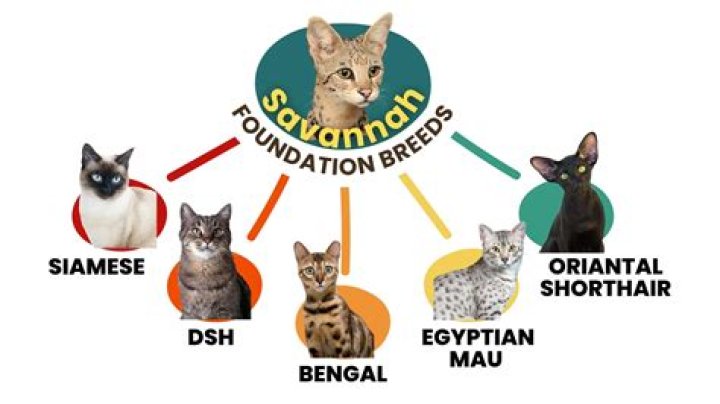 Savannah Bond (Other) العمر ، تاريخ الميلاد ، السيرة الذاتية