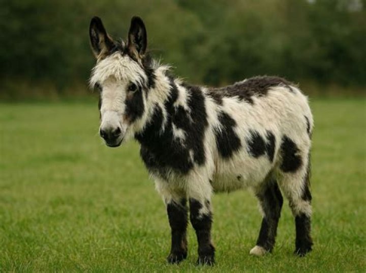 scarlettjane22 &ldquo;0.3 &rdquo; Baby donkey, Miniature donkey, Cute donkey