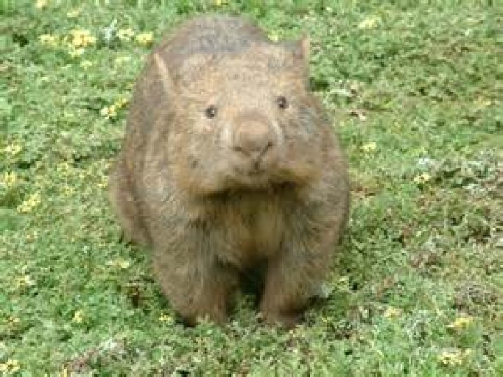Scientists finally know how wombat butts make cubeshaped poops Fox News