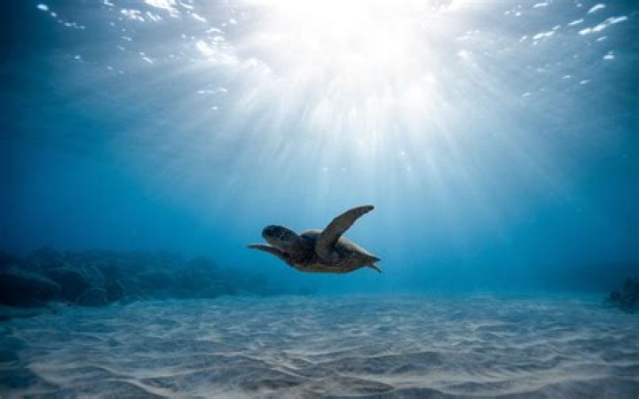 Sea Turtle wallpaper 1920x1200 40874