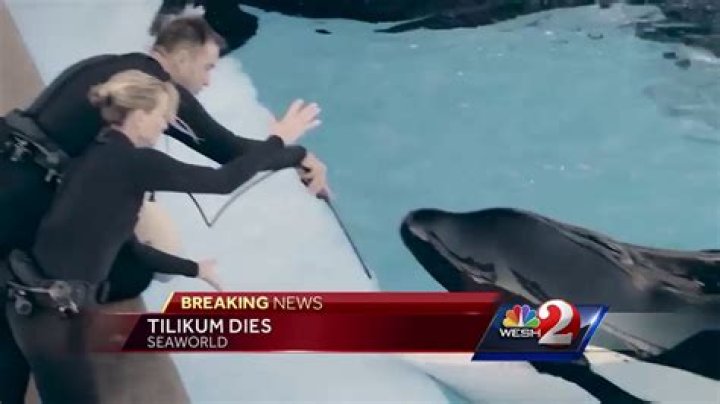 SeaWorld Trainer Dawn Brancheau killed by killer whale Tilikum